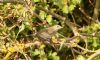 Garden Warbler at Gunners Park (Steve Arlow) (89537 bytes) Garden Warbler at Gunners Park (Steve Arlow) (89537 bytes)