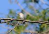 Spotted Flycatcher at Gunners Park (Paul Griggs) (47972 bytes)