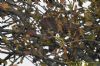 Sparrowhawk at Gunners Park (Richard Howard) (106011 bytes)
