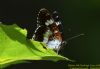 White Admiral at Belfairs N.R. (Richard Howard) (45621 bytes)