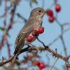 Spotted Flycatcher at Gunners Park (Andrew Armstrong) (97675 bytes) Spotted Flycatcher at Gunners Park (Andrew Armstrong) (97675 bytes)