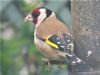 Goldfinch at Canvey Point (Terry Blackwell) (60300 bytes)