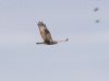 Rough-legged Buzzard at Wallasea Island (RSPB) (Jeff Delve) (30279 bytes)