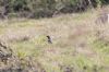 Ring Ouzel at Gunners Park (Jeff Delve) (72689 bytes)