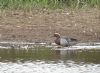 Garganey at Bowers Marsh (RSPB) (Paul Baker) (90160 bytes)