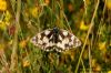 Marbled White at Vange Marsh (RSPB) (Richard Howard) (131558 bytes)