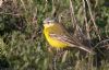 flava wagtail at Wallasea Island (RSPB) (Jeff Delve) (79590 bytes)