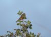 Dartford Warbler at Gunners Park (Paul Griggs) (20612 bytes)