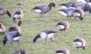 Pale-bellied Brent Goose at South Fambridge (Paul Baker) (109321 bytes) Pale-bellied Brent Goose at South Fambridge (Paul Baker) (109321 bytes)