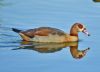 Egyptian Goose at Shoeburyness Park (Graham Oakes) (47823 bytes)