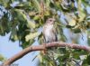 Spotted Flycatcher at Canewdon (Jeff Delve) (75390 bytes)