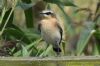 Wheatear at West Canvey Marsh (RSPB) (Richard Howard) (69471 bytes)