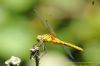 Ruddy Darter at Benfleet Downs (Richard Howard) (43855 bytes)