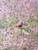 Dotterel at Wallasea Island (RSPB) (Vince Kinsler) (102633 bytes)
