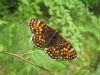 Heath Fritillary at Belfairs N.R. (Sally Brierley) (73812 bytes)