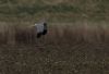 Hen Harrier at Wallasea Island (RSPB) (Jeff Delve) (56587 bytes) Hen Harrier at Wallasea Island (RSPB) (Jeff Delve) (56587 bytes)