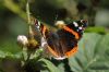 Red Admiral at Benfleet Downs (Richard Howard) (55852 bytes)