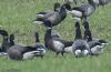 Black Brant at Wallasea Island (RSPB) (Jeff Delve) (74170 bytes)