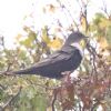 Ring Ouzel at Gunners Park (Paul Griggs) (114520 bytes)