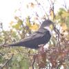 Ring Ouzel at Gunners Park (Paul Griggs) (114520 bytes) Ring Ouzel at Gunners Park (Paul Griggs) (114520 bytes)