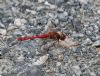 Ruddy Darter at Bowers Marsh (RSPB) (Jeff Delve) (114233 bytes)