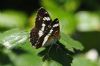 White Admiral at Belfairs N.R. (Richard Howard) (48557 bytes)