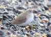 Dunlin at Gunners Park (Paul Griggs) (83123 bytes)