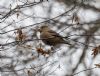 Hawfinch at Hockley Woods (Jeff Delve) (87277 bytes)