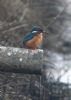 Kingfisher at Wallasea Island (RSPB) (Jeff Delve) (48662 bytes) Kingfisher at Wallasea Island (RSPB) (Jeff Delve) (48662 bytes)