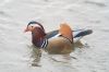 Mandarin Duck at Southchurch Park East (Paul Baker) (50496 bytes)