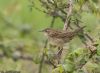 Grasshopper Warbler at Bowers Marsh (RSPB) (Jeff Delve) (61681 bytes)