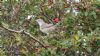 Barred Warbler at Gunners Park (Steve Arlow) (92487 bytes) Barred Warbler at Gunners Park (Steve Arlow) (92487 bytes)