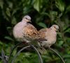 Turtle Dove at Canewdon (Jeff Delve) (74045 bytes)