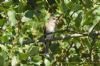 Spotted Flycatcher at Canvey Wick (Richard Howard) (84831 bytes)