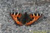 Small Tortoiseshell at West Canvey Marsh (RSPB) (Richard Howard) (94746 bytes)