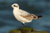 Mediterranean Gull at Southend Pier (Steve Arlow) (72881 bytes)