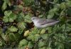 Barred Warbler at Gunners Park (Jeff Delve) (85596 bytes) Barred Warbler at Gunners Park (Jeff Delve) (85596 bytes)