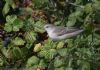 Barred Warbler at Gunners Park (Jeff Delve) (85596 bytes)