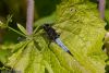 Scarce Chaser at Doggetts Pits (Jeff Delve) (79605 bytes)