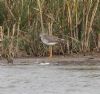 Lesser Yellowlegs at West Canvey Marsh (RSPB) (Alan Shearman) (182321 bytes) Lesser Yellowlegs at West Canvey Marsh (RSPB) (Alan Shearman) (182321 bytes)