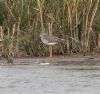 Lesser Yellowlegs at West Canvey Marsh (RSPB) (Alan Shearman) (182321 bytes)