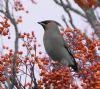 Waxwing at Shoebury (Vince Kinsler) (113353 bytes)