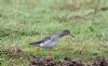 Redshank at Gunners Park (Vince Kinsler) (94169 bytes)