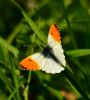 Orange-tip at Bowers Marsh (RSPB) (Graham Oakes) (57383 bytes)