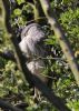 Night Heron at Two Tree Island (Jeff Delve) (86602 bytes)