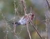 Lesser Redpoll at Canvey Wick (Tim Bourne) (52857 bytes)