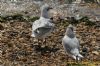 Mediterranean Gull at Gunners Park (Richard Howard) (182907 bytes)