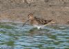 Snipe at Lower Raypits (Jeff Delve) (100406 bytes)