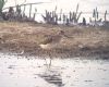 Wood Sandpiper at West Canvey Marsh (RSPB) (Paul Baker) (90408 bytes)