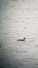 Long-tailed Duck at Rossi's Ice Cream, Westcliff (Neil Chambers) (53450 bytes) Long-tailed Duck at Rossi's Ice Cream, Westcliff (Neil Chambers) (53450 bytes)